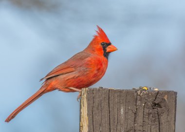 Male Cardinal 