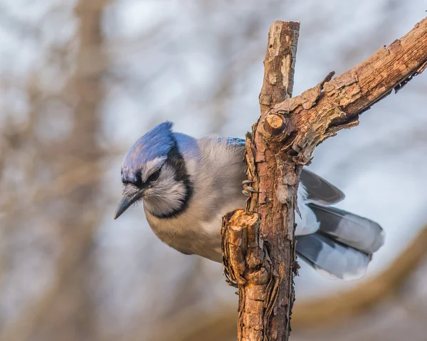 Gaio azul — Fotografia de Stock