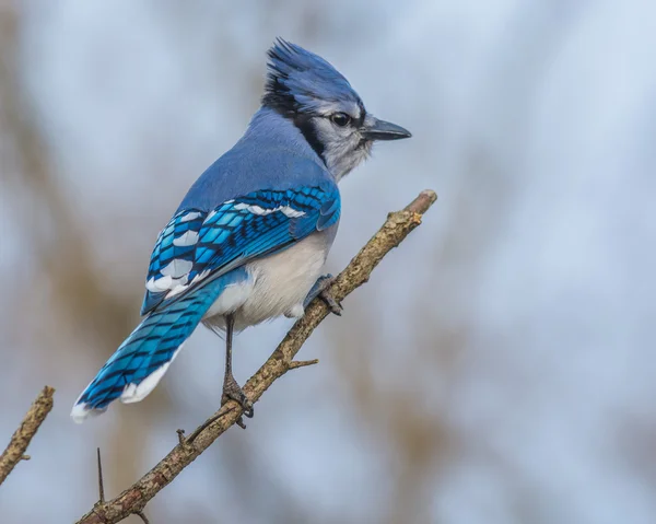 Blue jay — Zdjęcie stockowe