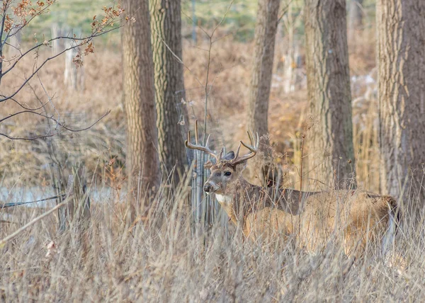 Whitetail 鹿バック — ストック写真