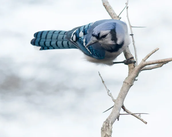 Blue jay — Zdjęcie stockowe