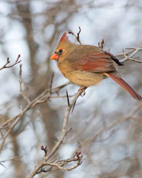 Female Cardinal — Stock Photo, Image