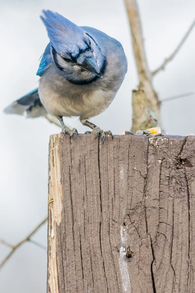 Blue jay — Zdjęcie stockowe