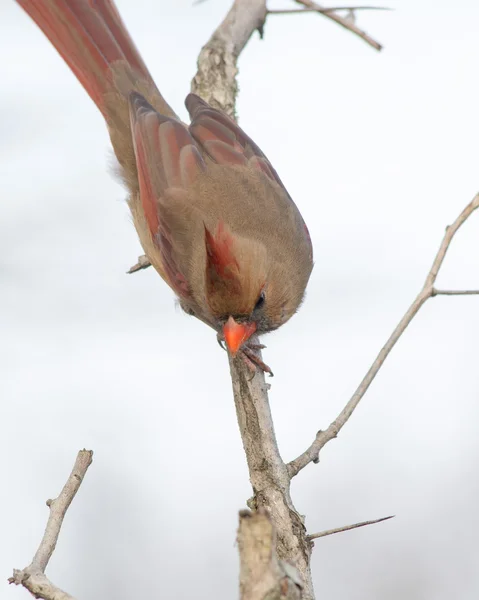 Cardinal femelle — Photo
