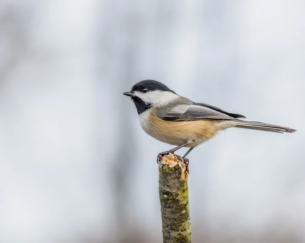 Чорний capped Chickadee — стокове фото