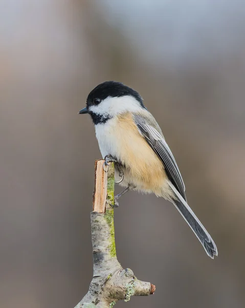 Black-capped Chickadee — Stock Photo, Image