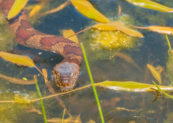 Serpente d'acqua — Foto Stock