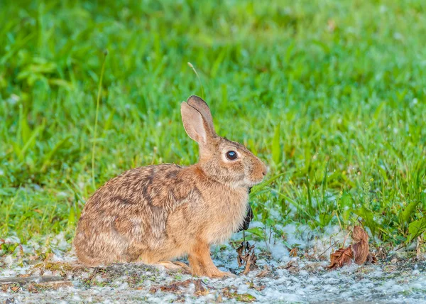 Cottontail Rabbit — Stock Photo, Image