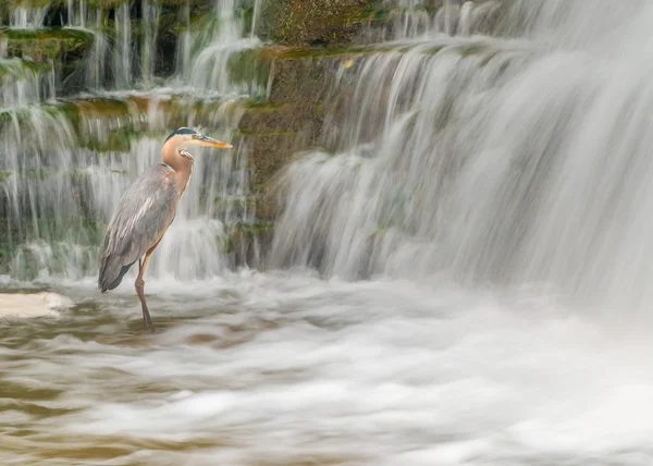 Great Blue Heron — Stock Photo, Image