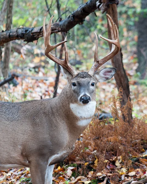 Whitetail 鹿バック — ストック写真