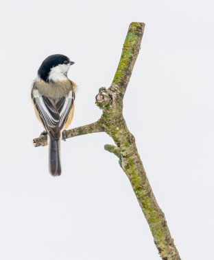 Siyah şapkalı bülbül