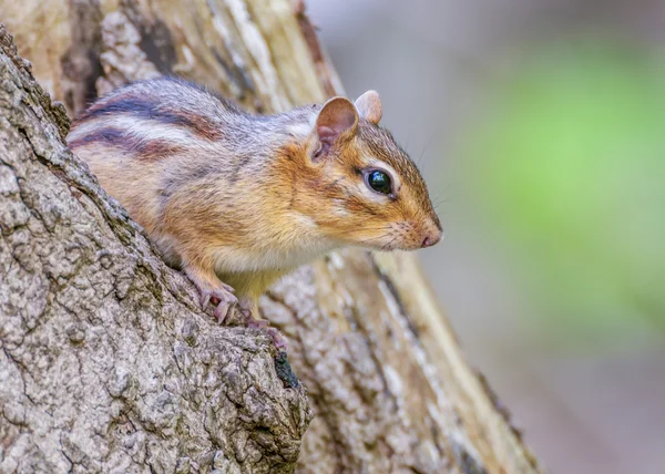 Chipmunk — Stock Photo, Image