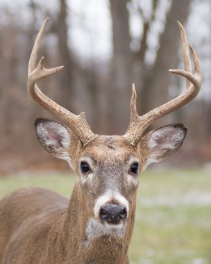 Whitetail Geyik buck