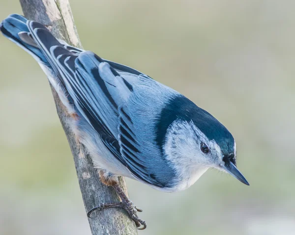 Bílá breasted brhlíka — Stock fotografie