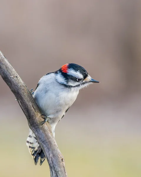 Flauschspecht — Stockfoto