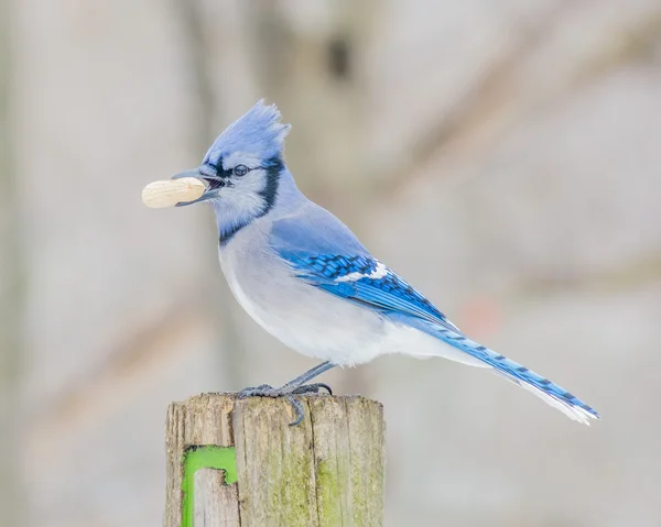 # Blue Jay # — Foto Stock