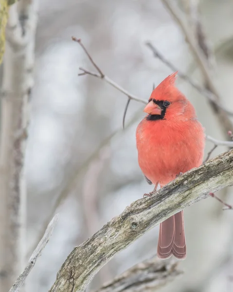 Male Cardinal — Stock Photo, Image