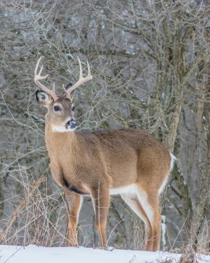 Whitetail Geyik buck