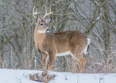 Whitetail Geyik buck