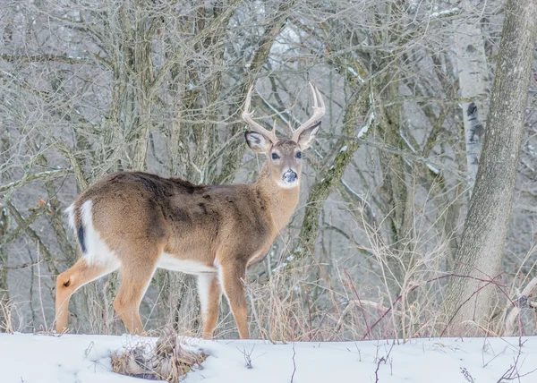 Whitetail Geyik buck — Stok fotoğraf