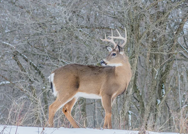 Whitetail 鹿バック — ストック写真