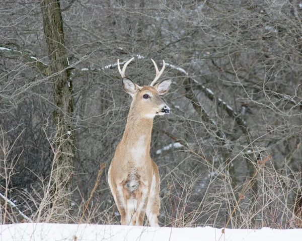 Tarkánfoltos Whitetail szarvas Bak — Stock Fotó