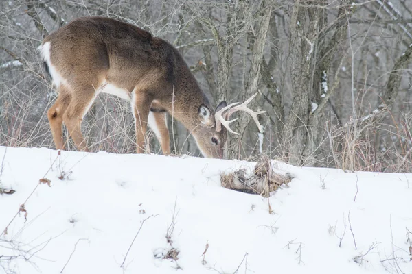 Whitetail 鹿バック — ストック写真