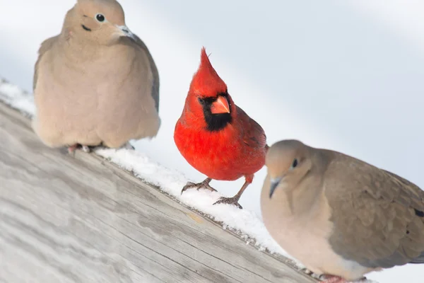 Cardinale maschio — Foto Stock