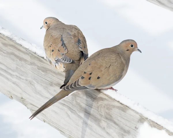 Mourning Doves — Stock Photo, Image