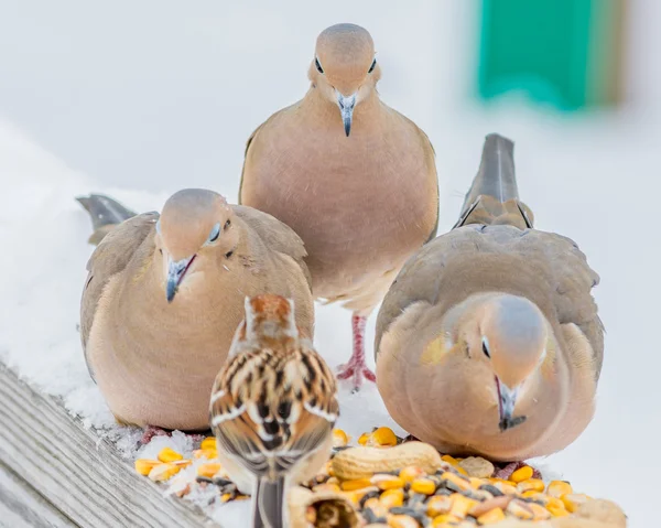 Mourning Dove — Stock Photo, Image