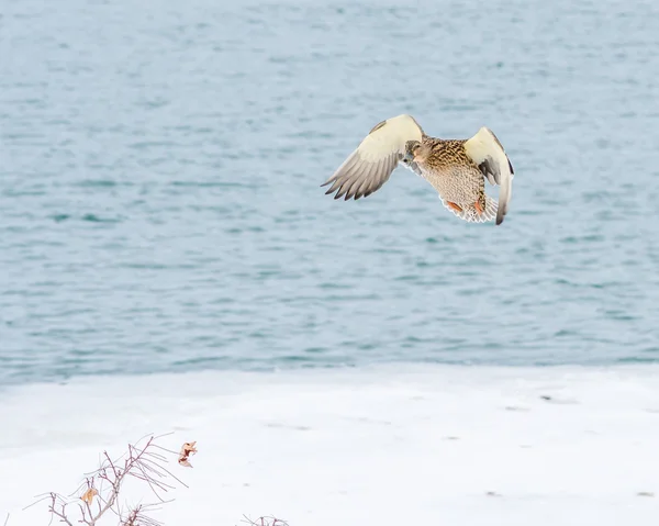 Πάπια Γυναίκα mallard — Φωτογραφία Αρχείου