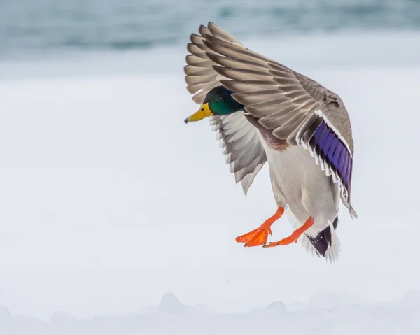 erkek yeşilbaş ördek