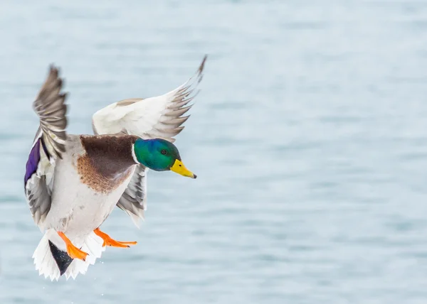 Mannelijke mallard duck — Stockfoto