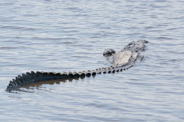 Alligator — Stockfoto