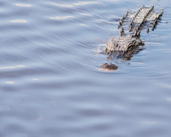 Alligator — Stockfoto