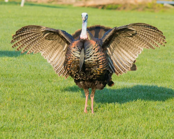 Wild turkey Stockbild
