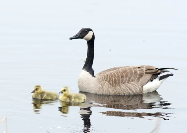 Canada Goose Goslings — Stock Photo, Image