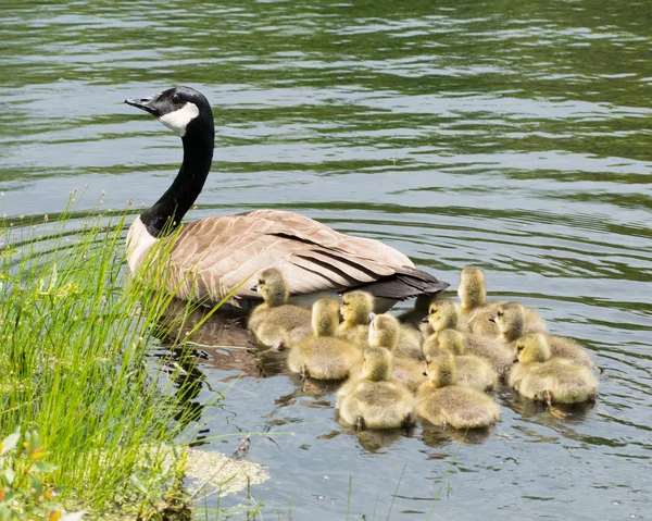 Ganso de Canadá goslings —  Fotos de Stock