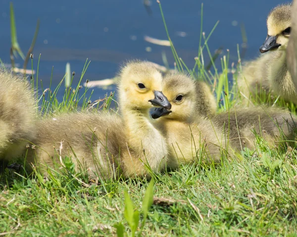 Ganso de Canadá goslings Fotos de stock
