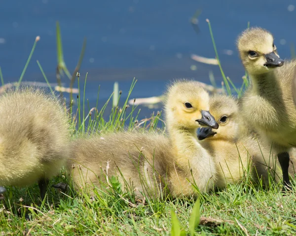 Canada Goose Goslings — Stock Photo, Image