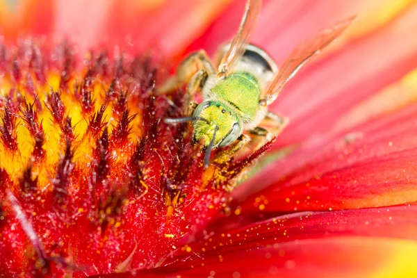 Abeille métallique verte — Photo