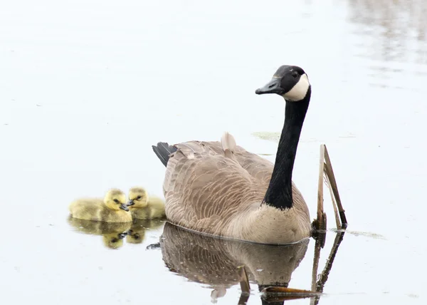 Ganso de Canadá goslings — Foto de Stock