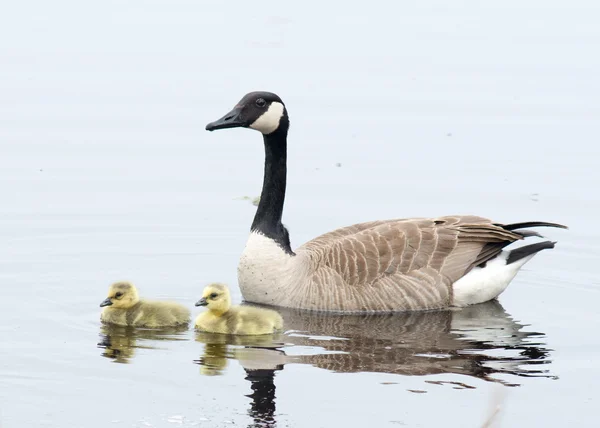 Canada oca goslings — Foto Stock