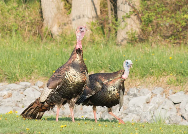 Wild turkey — Stockfoto