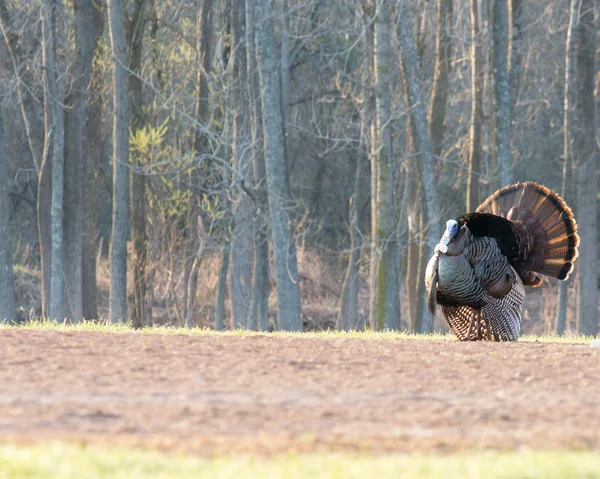 Wild turkey Stockfoto
