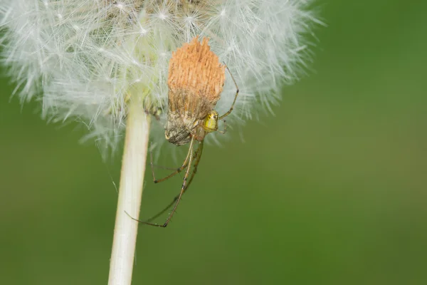 Tejedor de orbe de mandíbulas largas (Tetragnatha laboriosa ) —  Fotos de Stock