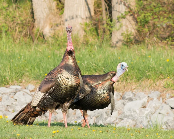 Wild Turkey — Stock Photo, Image