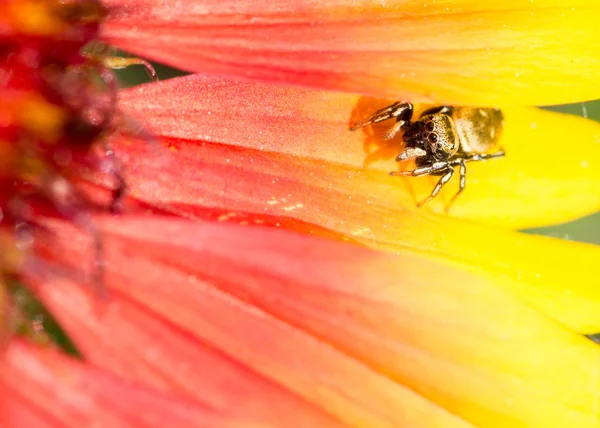 Jumping Spider — Stock Photo, Image