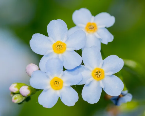 Vergeet mij. — Stockfoto