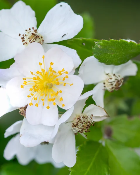 Raspberry Blossom — Stock Photo, Image